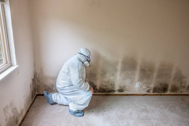 Best Environmental Consulting for Mold Prevention  in Amity Gardens, PA